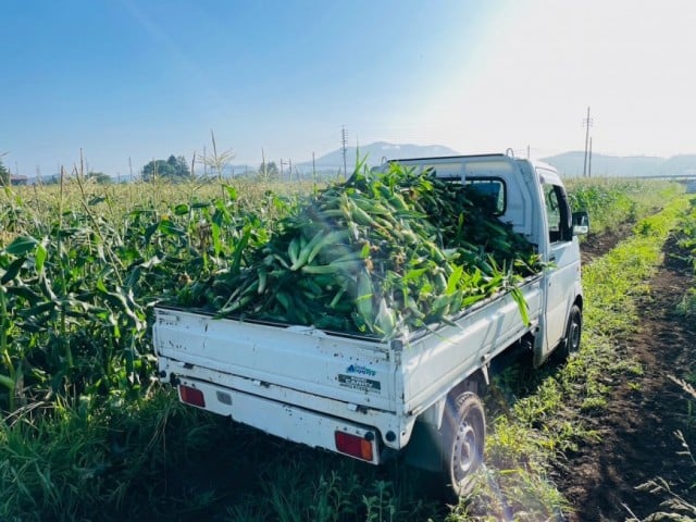 朝採れ・朝摘みしている旬なお野菜を販売