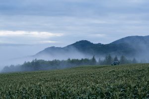 広大なフルーツコーン畑と霧