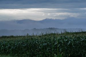 広大なフルーツコーン畑と雲