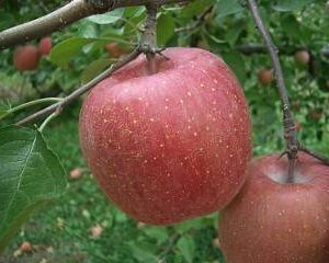 収穫前のふじりんご
