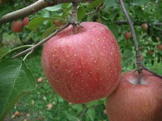 収穫前のふじりんご